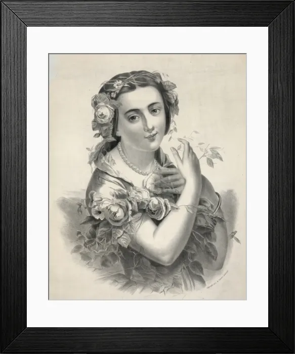 Framed Print : The rose of beauty Framed Print : The rose of beauty