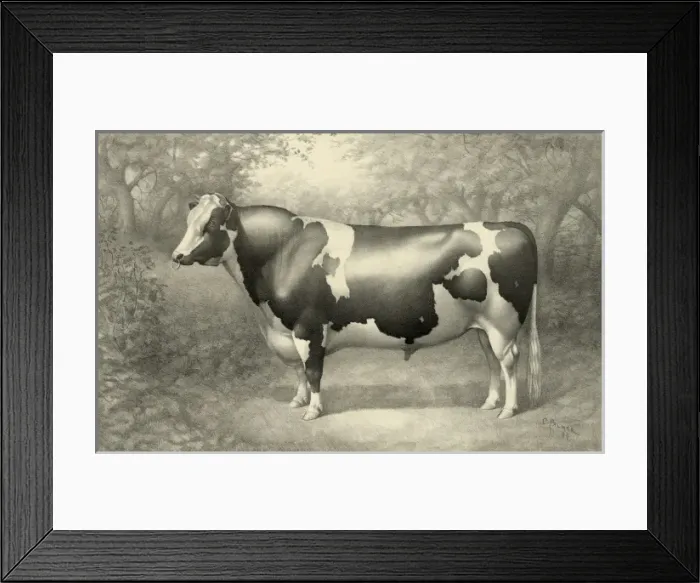 Framed Print : Cow. Date c1884 Sept. 18 Framed Print : Cow. Date c1884 Sept. 18