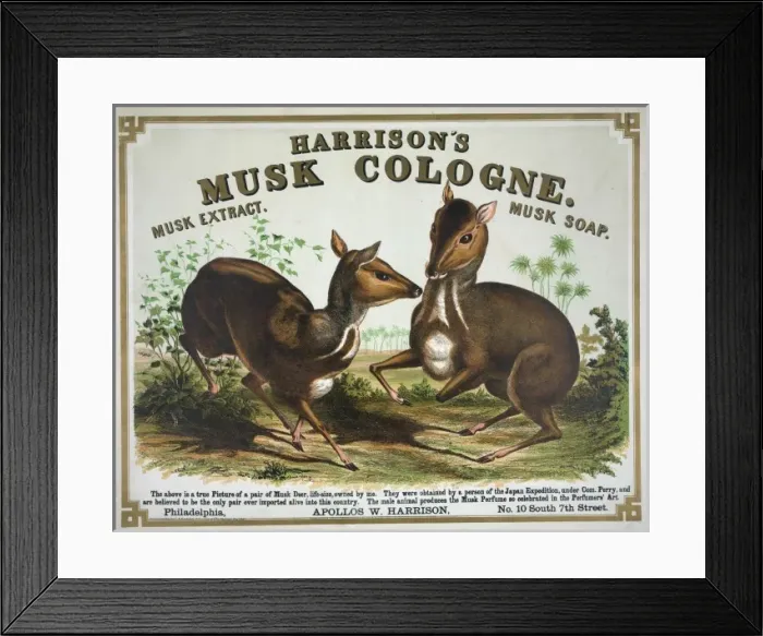 Framed Print : Harrisons musk cologne. Philadelphia musk deer Framed Print : Harrisons musk cologne. Philadelphia musk deer