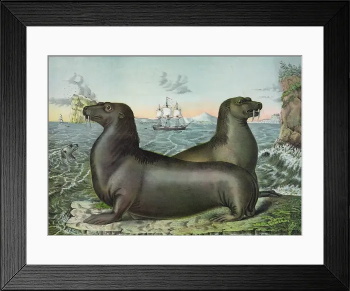 Framed Print : Sea lions Framed Print : Sea lions