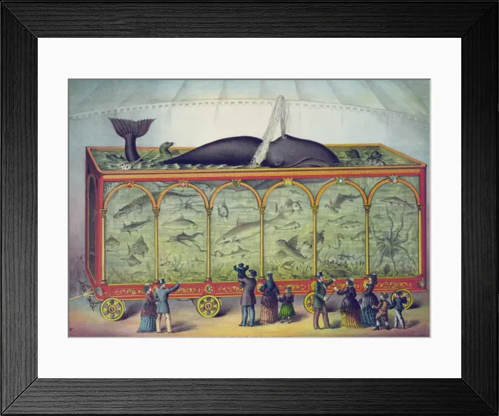 Framed Print : The aquarium Framed Print : The aquarium