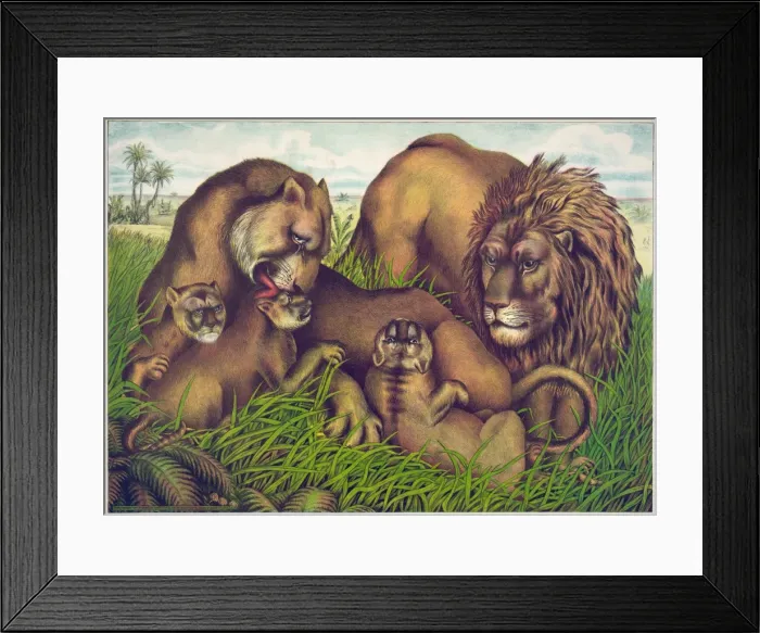 Framed Print : The lion family Framed Print : The lion family