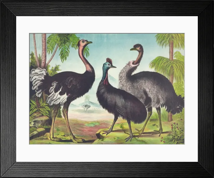 Framed Print : The ostrich Framed Print : The ostrich