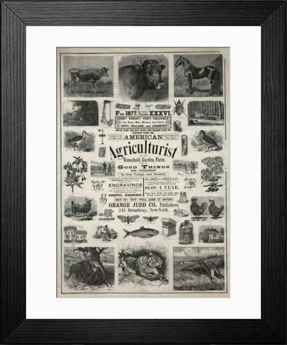 Framed Print : American agriculturist Framed Print : American agriculturist