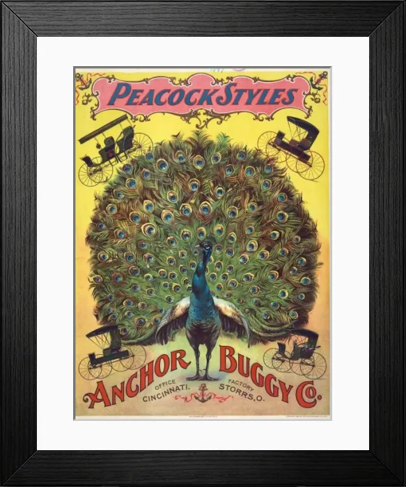 Framed Print : Peacock styles. Anchor Buggy Co Framed Print : Peacock styles. Anchor Buggy Co
