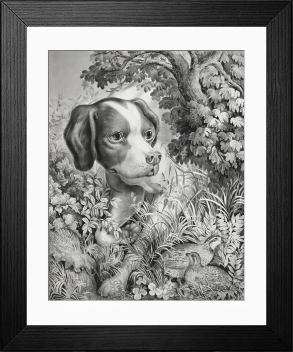 Framed Print : Pointing a bevy Framed Print : Pointing a bevy