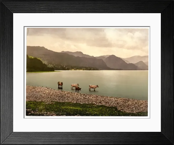 Framed Print : On Derwentwater, cattle study, Lake District, England Framed Print : On Derwentwater, cattle study, Lake District, England