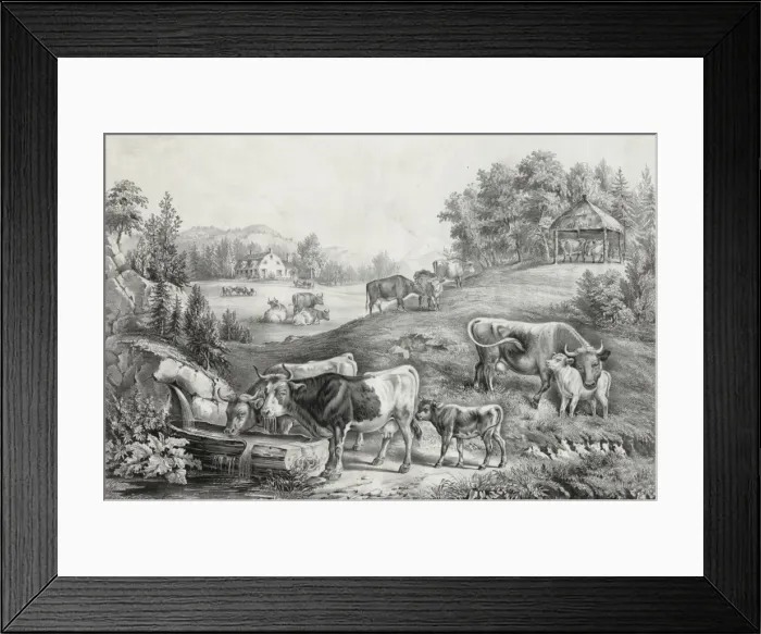 Framed Print : The pasture in summer: the drinking trough Framed Print : The pasture in summer: the drinking trough