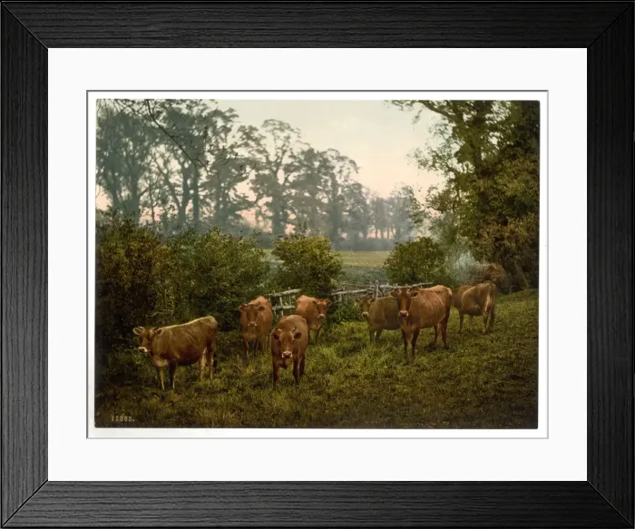 Framed Print : Milking time, England Framed Print : Milking time, England