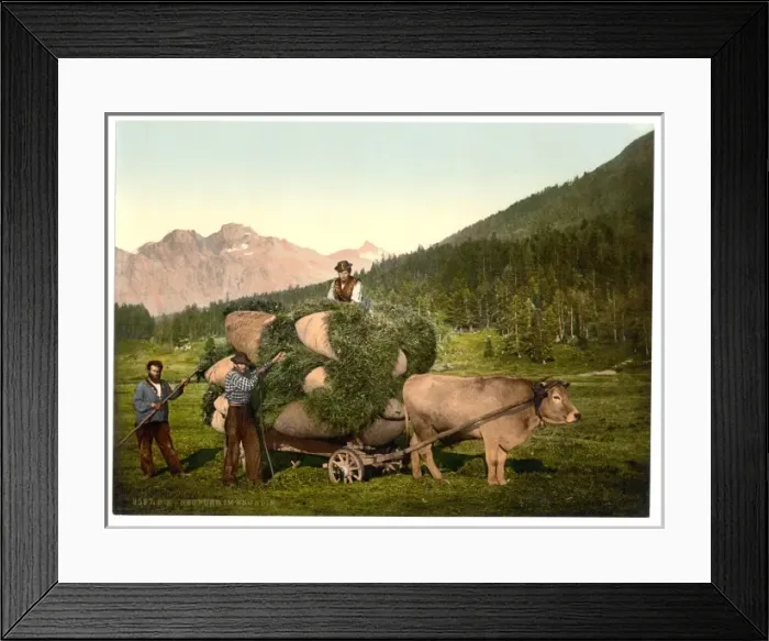Framed Print : Engadine, carrying hay in the Engadine, Grisons, Switzerland Framed Print : Engadine, carrying hay in the Engadine, Grisons, Switzerland