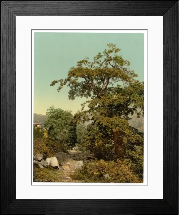 Framed Print : Giornico, old chestnut tree near the railway, St. Gotthard R Framed Print : Giornico, old chestnut tree near the railway, St. Gotthard R