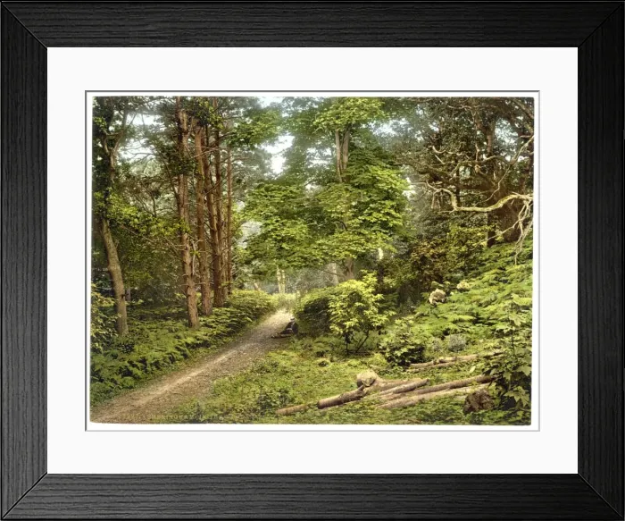 Framed Print : In the woods, Sheringham, England Framed Print : In the woods, Sheringham, England