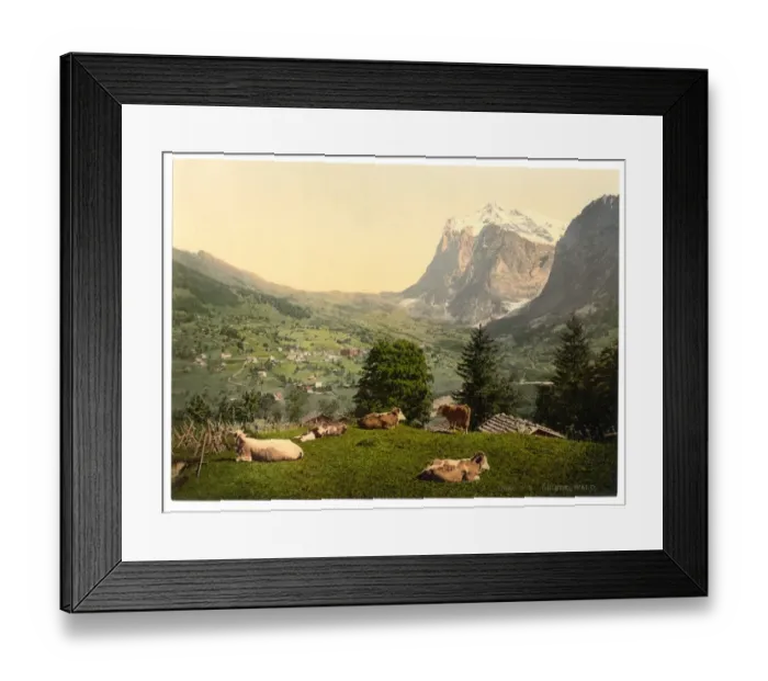 Framed Print : Grindelwald, cows in pasture, Bernese Oberland, Switzerland Framed Print : Grindelwald, cows in pasture, Bernese Oberland, Switzerland