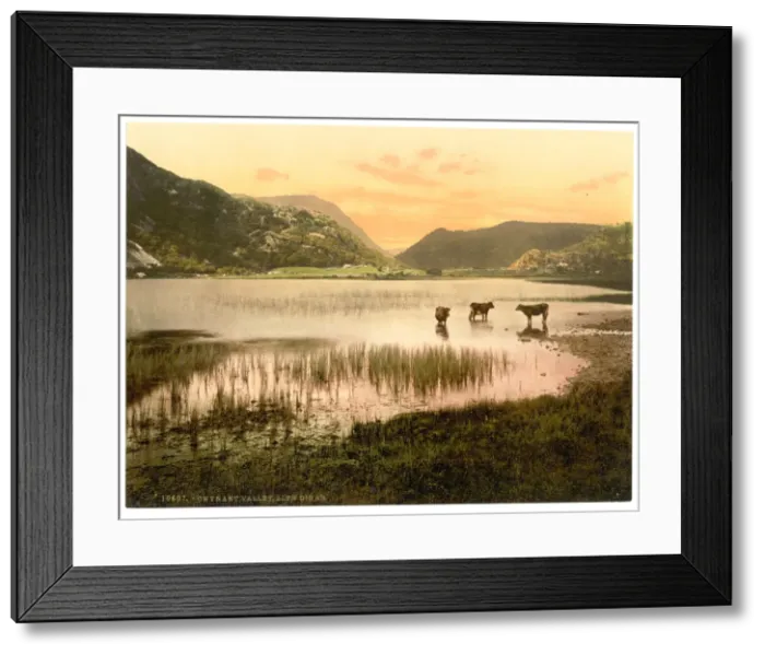 Framed Print : Llyn Dinas (cattle study), Gwynant Valley, Wales Framed Print : Llyn Dinas (cattle study), Gwynant Valley, Wales