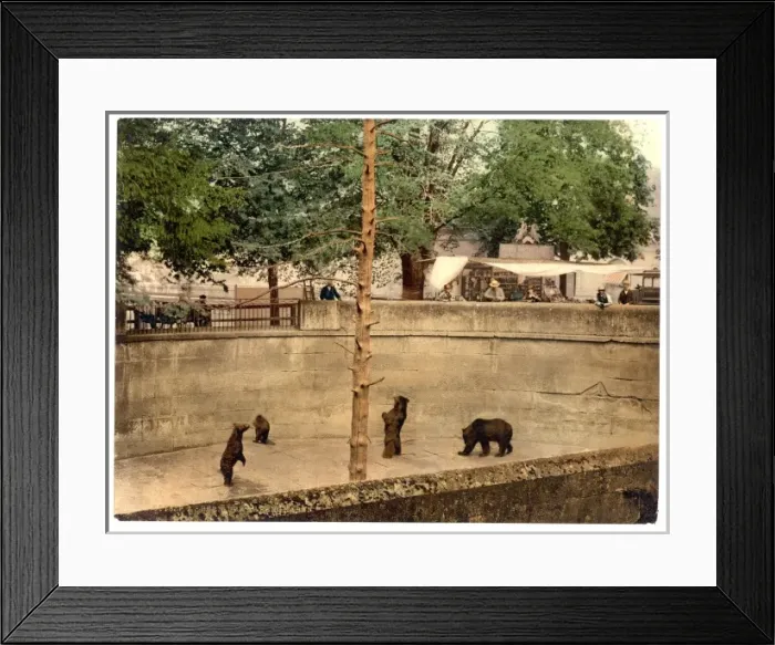 Framed Print : Bear pit, Berne, Switzerland Framed Print : Bear pit, Berne, Switzerland