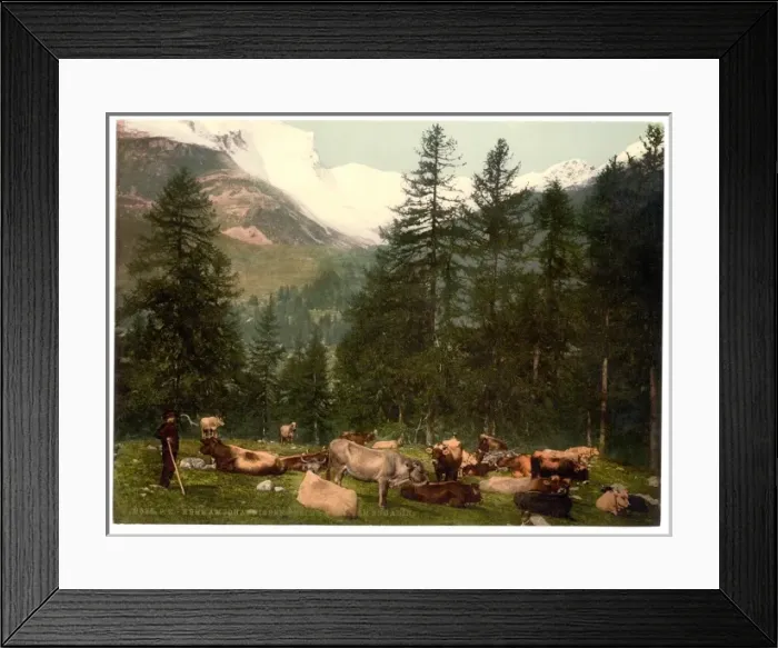 Framed Print : St. Moritz, cows at Johannisberg, Grisons, Switzerland Framed Print : St. Moritz, cows at Johannisberg, Grisons, Switzerland