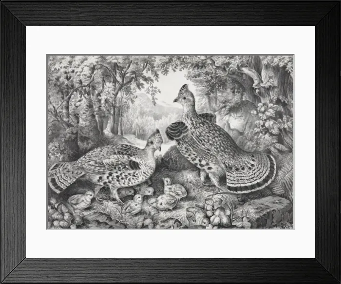 Framed Print : The happy family: ruffed grouse and young Framed Print : The happy family: ruffed grouse and young