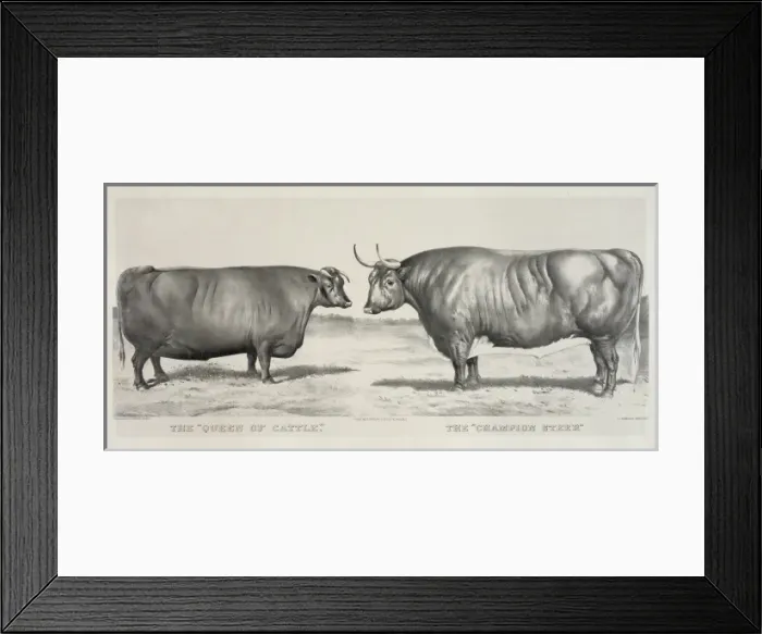 Framed Print : The queen of cattle: the champion steer Framed Print : The queen of cattle: the champion steer