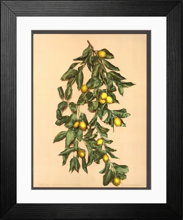 Framed Print : A branch of lemons, Limone, Lake Garda, Italy Framed Print : A branch of lemons, Limone, Lake Garda, Italy