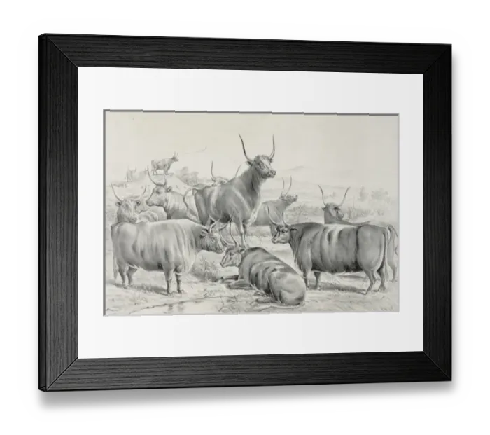 Framed Print : A prize herd Framed Print : A prize herd