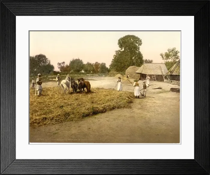 Framed Print : Threshing grain, Bosnia, Austro-Hungary Framed Print : Threshing grain, Bosnia, Austro-Hungary