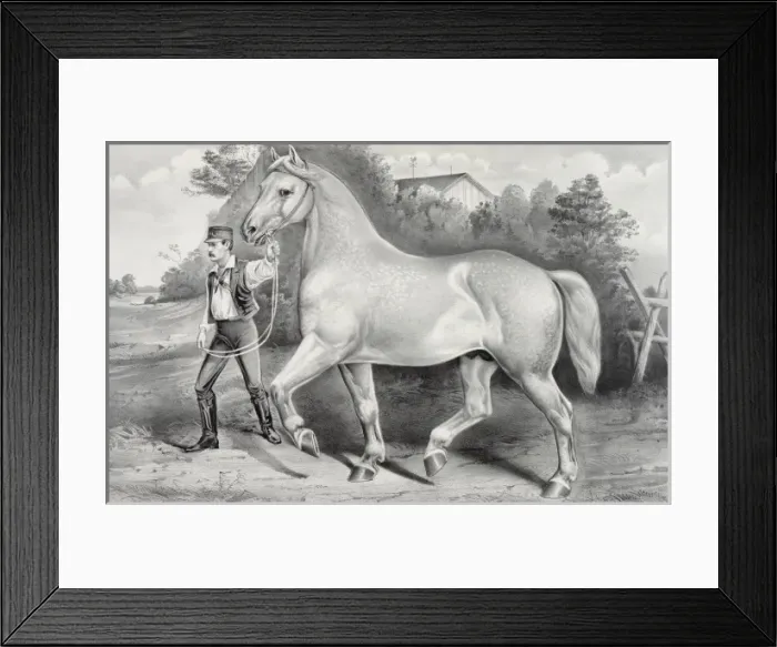 Framed Print : Percheron stallion Duc de Chartres, imported by A. Rogy: win Framed Print : Percheron stallion Duc de Chartres, imported by A. Rogy: win