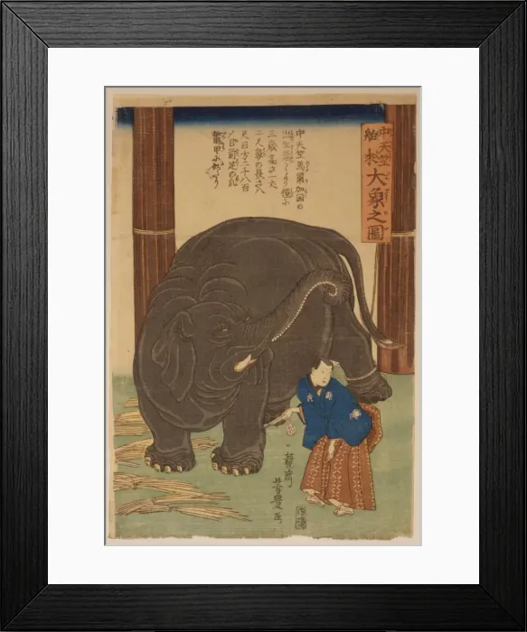 Framed Print : Big imported elephant from India Framed Print : Big imported elephant from India