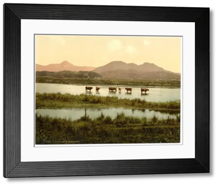 Framed Print : Cynicht and Moelwyn (cattle study), Wales Framed Print : Cynicht and Moelwyn (cattle study), Wales