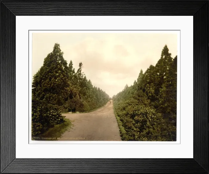 Framed Print : Wellingtonia Avenue, Camberley, England Framed Print : Wellingtonia Avenue, Camberley, England