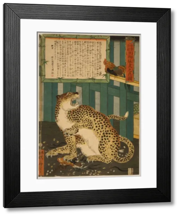 Framed Print : Changing times bring unseen things - true picture of a tiger Framed Print : Changing times bring unseen things - true picture of a tiger