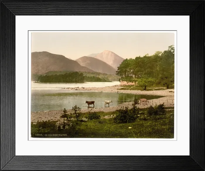 Framed Print : On Derwentwater, cattle study, Lake District, England Framed Print : On Derwentwater, cattle study, Lake District, England