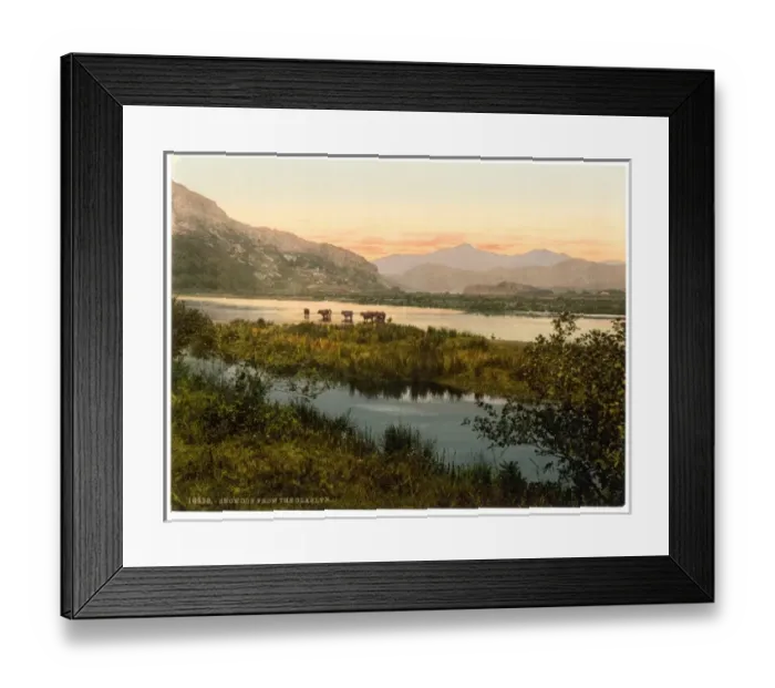 Framed Print : From Glaslyn (cattle study), Snowdon, Wales Framed Print : From Glaslyn (cattle study), Snowdon, Wales