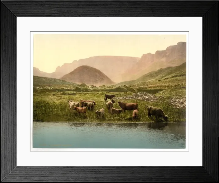 Framed Print : Thirsty cattle, England Framed Print : Thirsty cattle, England