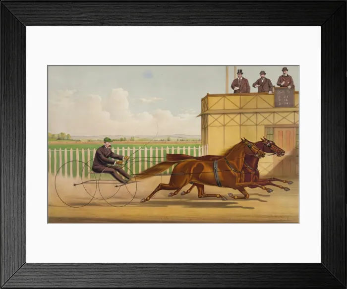 Framed Print : The trotting gelding Billy D. with Running Mate: owned by J Framed Print : The trotting gelding Billy D. with Running Mate: owned by J