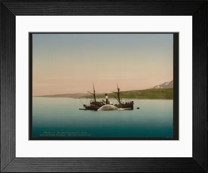 Framed Print : Whaling scenes at Skaaro. The Nancy Grey with a whale, Norwa Framed Print : Whaling scenes at Skaaro. The Nancy Grey with a whale, Norwa