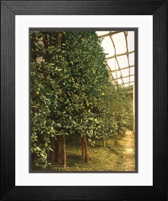 Framed Print : A lemon tree, Limone, Lake Garda, Italy Framed Print : A lemon tree, Limone, Lake Garda, Italy