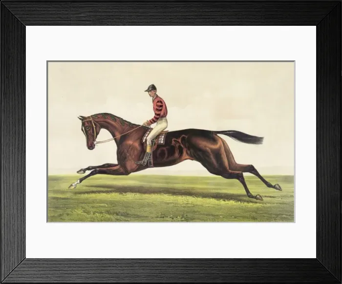 Framed Print : Iroquois: by imp. Leamington, dam Maggie B. B. by Australian Framed Print : Iroquois: by imp. Leamington, dam Maggie B. B. by Australian