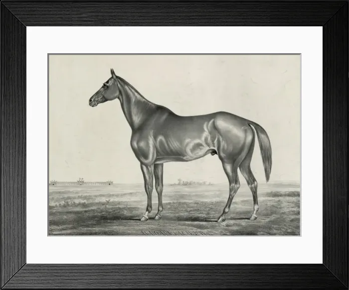 Framed Print : Highlander, by Glencoe, dam Castanet, by Monarch Framed Print : Highlander, by Glencoe, dam Castanet, by Monarch