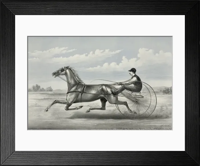 Framed Print : Hopeful: grey gelding by Godfreys Patchen, dam unknown Framed Print : Hopeful: grey gelding by Godfreys Patchen, dam unknown