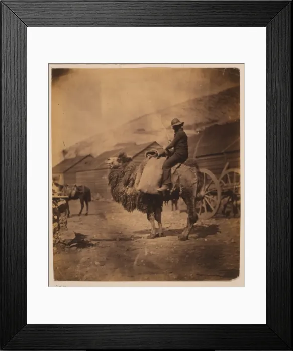 Framed Print : Dromedary. Man seated on a camel, facing left; huts in the background. Date 1855 Framed Print : Dromedary. Man seated on a camel, facing left; huts in the background. Date 1855