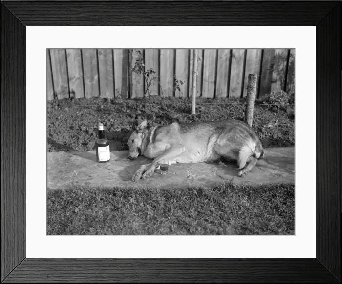 Framed Print : A drunk dog Framed Print : A drunk dog
