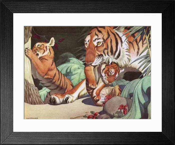 Framed Print : Tigers by Raymond Sheppard - a mother with her two tiger cubs in the jungle. Date: 1936 Framed Print : Tigers by Raymond Sheppard - a mother with her two tiger cubs in the jungle. Date: 1936
