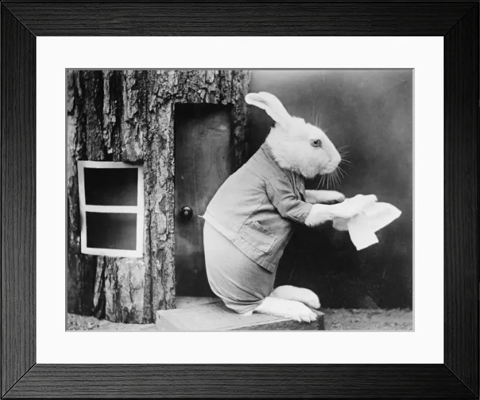 Framed Print : A house proud rabbit Framed Print : A house proud rabbit