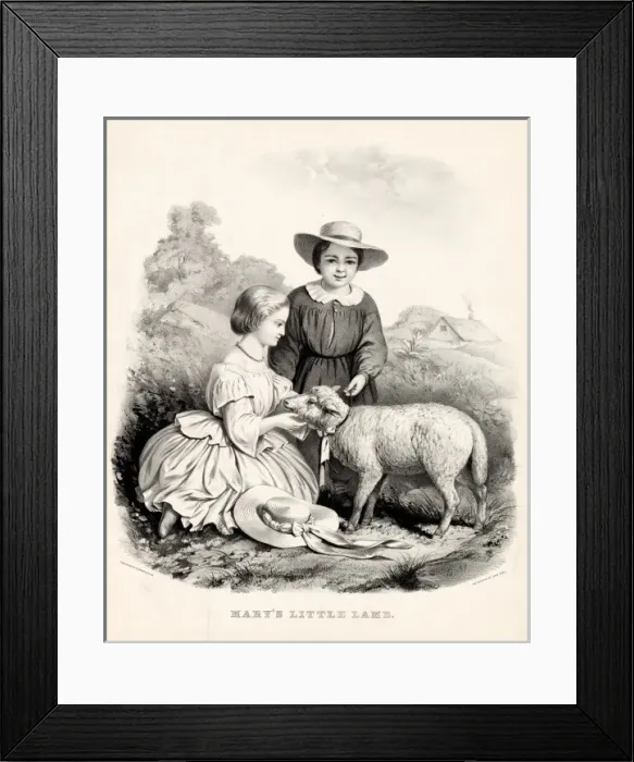 Framed Print : Marys Little Lamb Framed Print : Marys Little Lamb