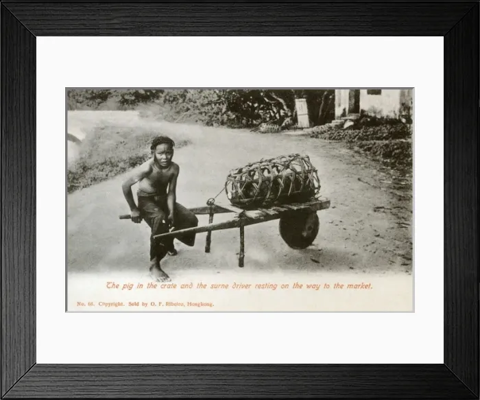 Framed Print : A young Farmers boy taking a pig to market Framed Print : A young Farmers boy taking a pig to market