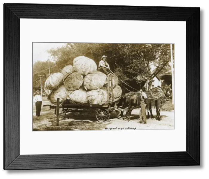 Framed Print : A wagon laden with remarkable giant cabbages Framed Print : A wagon laden with remarkable giant cabbages