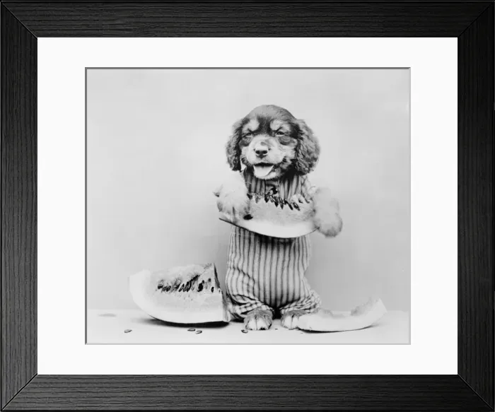 Framed Print : A dog eating a melon Framed Print : A dog eating a melon