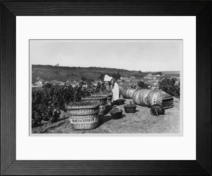 Framed Print : A French woman picking grapes in a vineyard Framed Print : A French woman picking grapes in a vineyard
