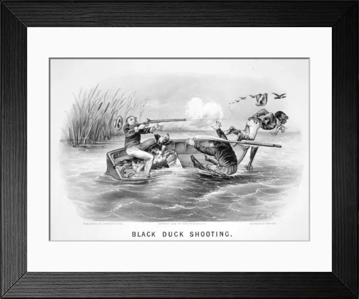 Framed Print : Black duck shooting Framed Print : Black duck shooting