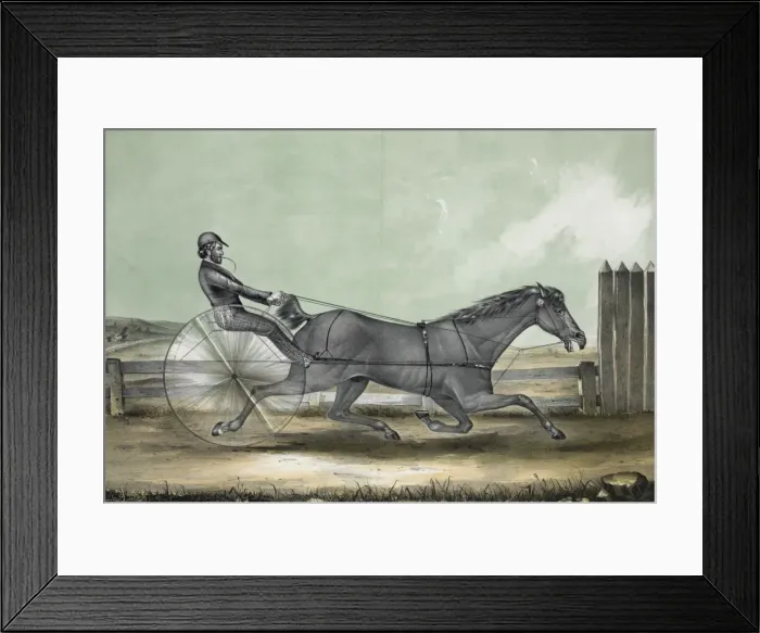 Framed Print : The celebrated trotting horse trustee as he appeared in his Framed Print : The celebrated trotting horse trustee as he appeared in his